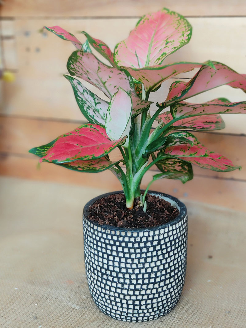 fytoaglaenomaceramicsWeb